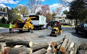 Best Tree Disease Treatment  in Wildwood, MO