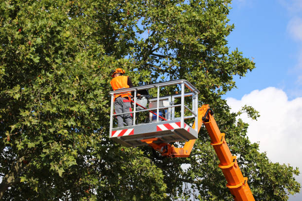 Best Commercial Tree Services  in Wildwood, MO