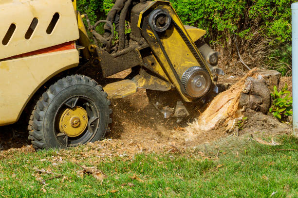 Best Stump Grinding and Removal  in Wildwood, MO