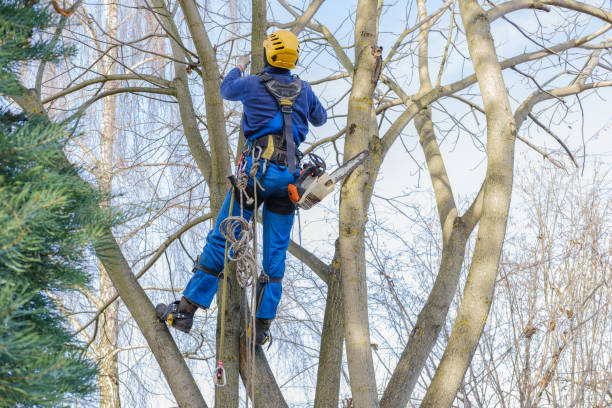 Best Fruit Tree Pruning  in Wildwood, MO