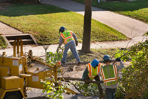 Organic Lawn Care Solutions in Wildwood, MO