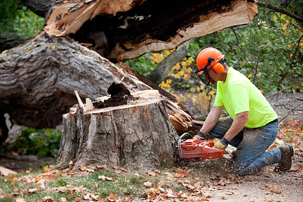 Best Seasonal Cleanup (Spring/Fall)  in Wildwood, MO