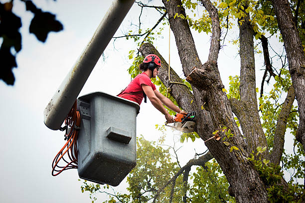 How Our Tree Care Process Works  in  Wildwood, MO