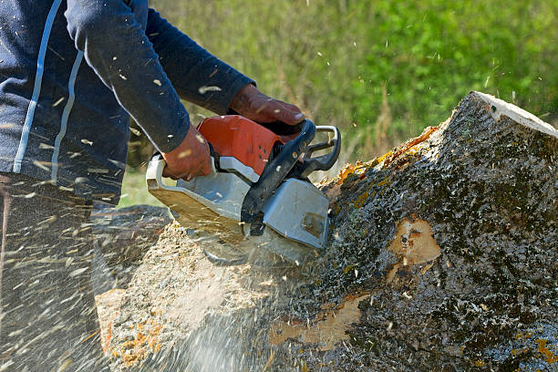 Best Tree Preservation Services  in Wildwood, MO